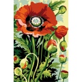 Canevas 30/40 - Fleur coquelicot - 150