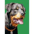 Canevas antique Luc 32/50 - Chien Rottweiler - 47