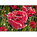 Canevas antique Luc 32/50 - Coquelicots - 47