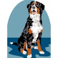 Kit Canevas Luc blanc 25/30cm - Chien Bouvier Bernois - 47