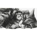 Kit - Tableau Maman chat et son chaton - 55