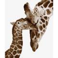 Kit - Maman girafe et son girafon - 55